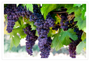 HealthySoil Wine Grape Program